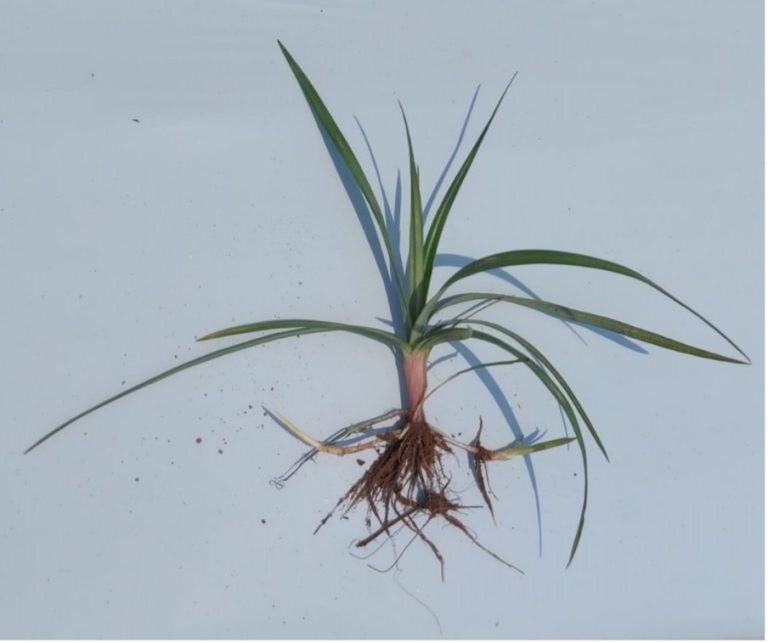 Growing Organic Vegetables in Alabama Know Your Weeds Alabama