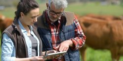 A man and woman looking at a tablet with with red cattle standing behind them.