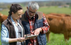 A man and woman looking at a tablet with with red cattle standing behind them.