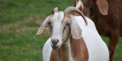A pregnant white and brown goat.
