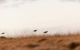 Silhouette of a wild red-legged Partridge