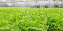Lettuce in a greenhouse