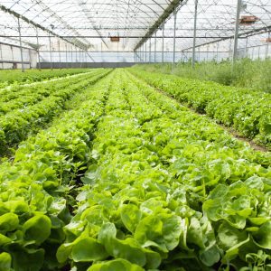 Lettuce growing in a greenhouse