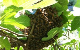Swarm of Bees in Fig Tree.