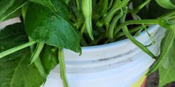 Green bean plants in a white bucket with the Grow More Give More logo on it.