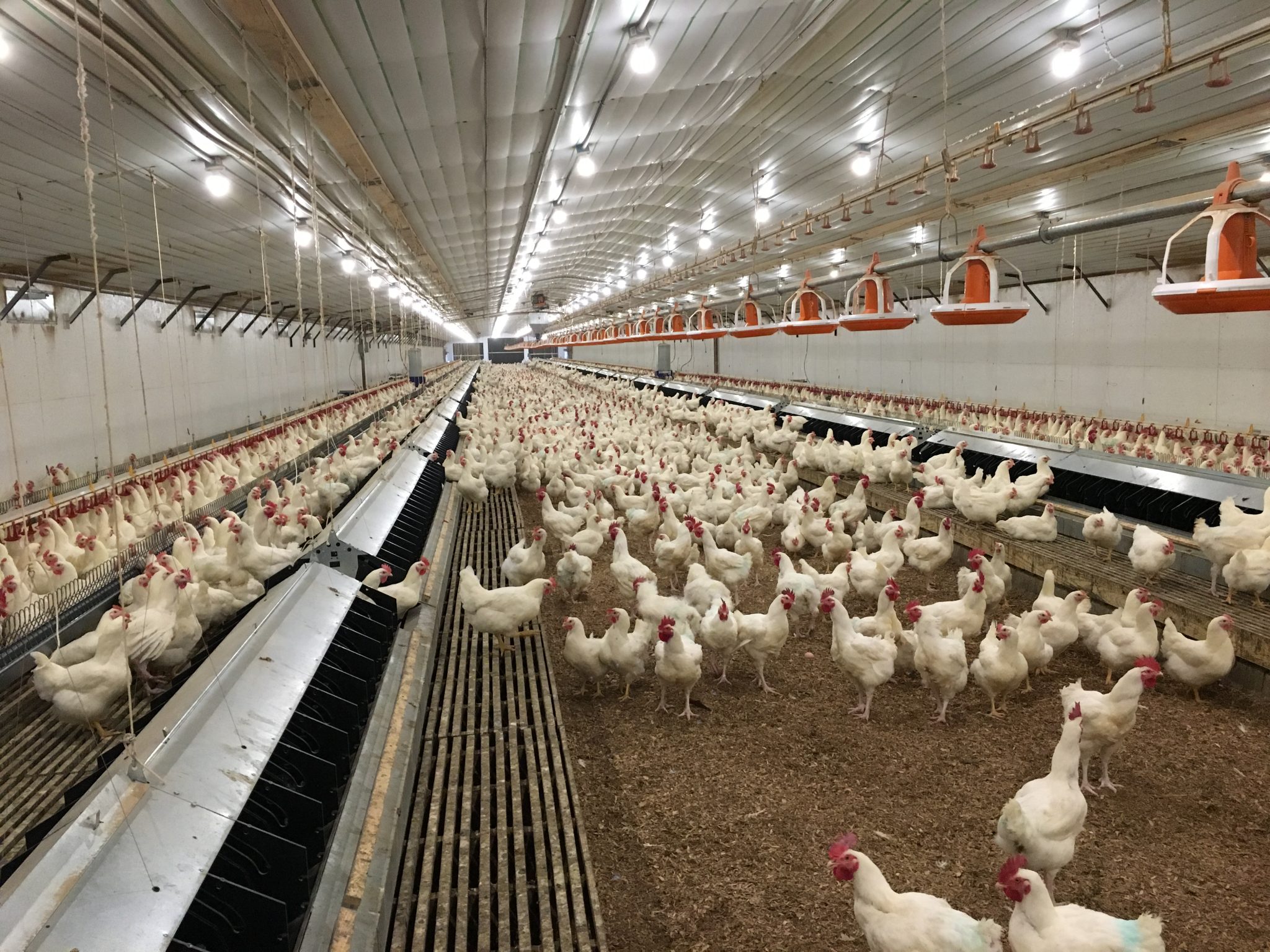 IV. Guidelines for Calculating Space Requirements for Hens
