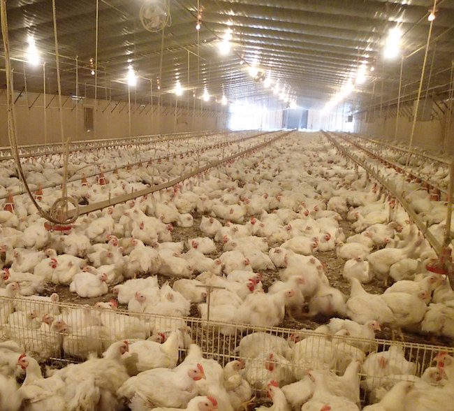 New Farmer’s Guide to the Commercial Broiler Industry Farm Types