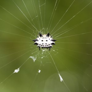Crab-Like Spiny Orb Weaver