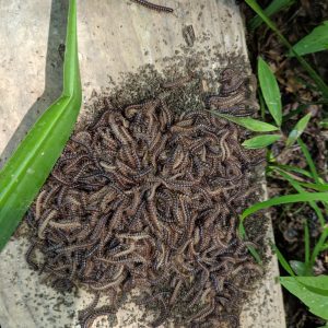 Figure 6. Garden millipedes congregating under a pot (CC-Hamilton Turner-public domain, iNaturalist)