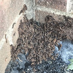 Figure 7. Garden millipedes aggregating at the corner of a building (CC-Mildlymistaken-NC-SA, iNauralist)