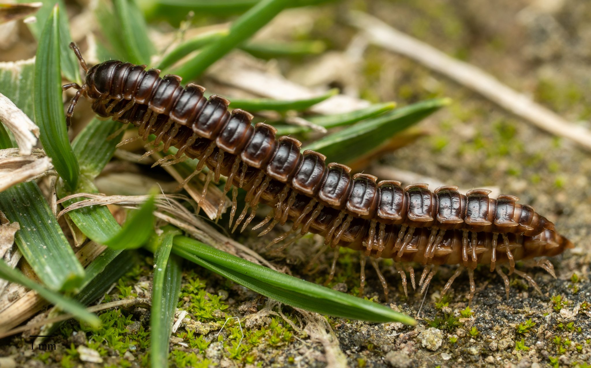Figure 9. Garden millipede mating (CC-Jesse Rorabaugh-public domain, iNaturalist)
