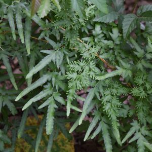 Figure 2. Fertile fronds are frillier than nonfertile fronds.