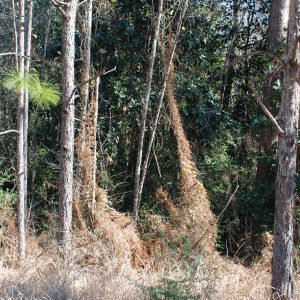 Figure 3. Fronds turn brown after a freeze. These dead vines can serve as a trellis for new growth in the spring.