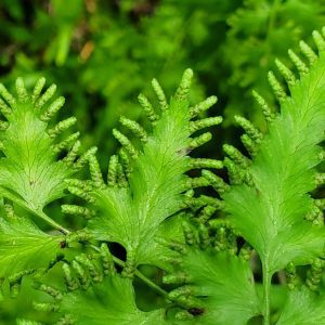 Figure 4. Spore-producing sporangia on the underside of fertile fronds.