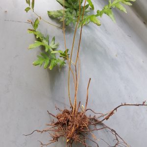 Figure 5. Rhizomes grow in the top 1 to 2 inches of soil. Note the wiry stems.