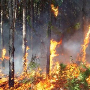 Figure 6. Japanese climbing ferns can create a fuel ladder that carries fire into the crown of trees. (Photo credit: Chuck Bargeron, University of Georgia, Bugwood.org)