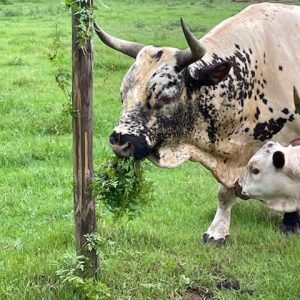Figure 7. Pineywoods cattle eating Japanese climbing fern.