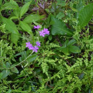 Figure 8. Japanese climbing ferns often grow over desirable plants, making control more challenging.
