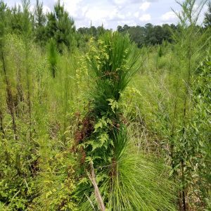 Figure 9. Japanese climbing ferns growing over and through longleaf pine sapling.