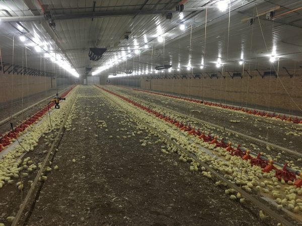 Brooding is an important stage for both pullet and broiler growers.