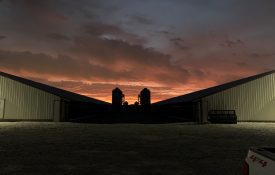Pullet farm sunrise