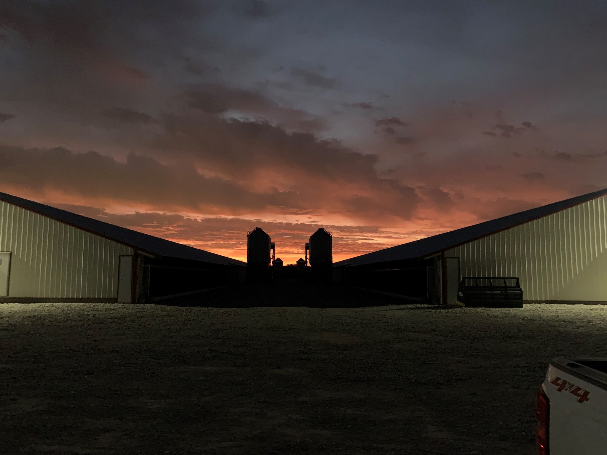 Pullet farm sunrise