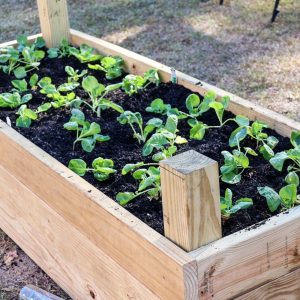 fully planted raised bed