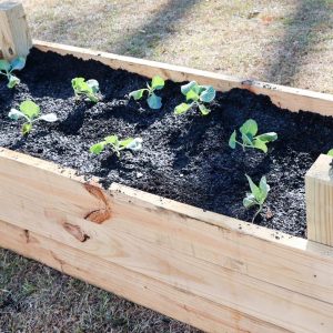 spacing out plants in a raised bed