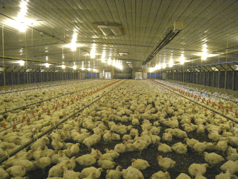 New Farmer’s Guide to the Commercial Broiler Industry Poultry