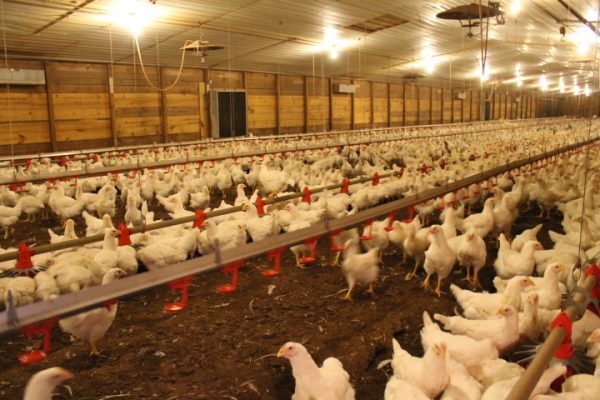 New Farmer's Guide to the Commercial Broiler Industry: Farm Types