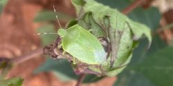 photo of an adult green stink bug on a cotton boll