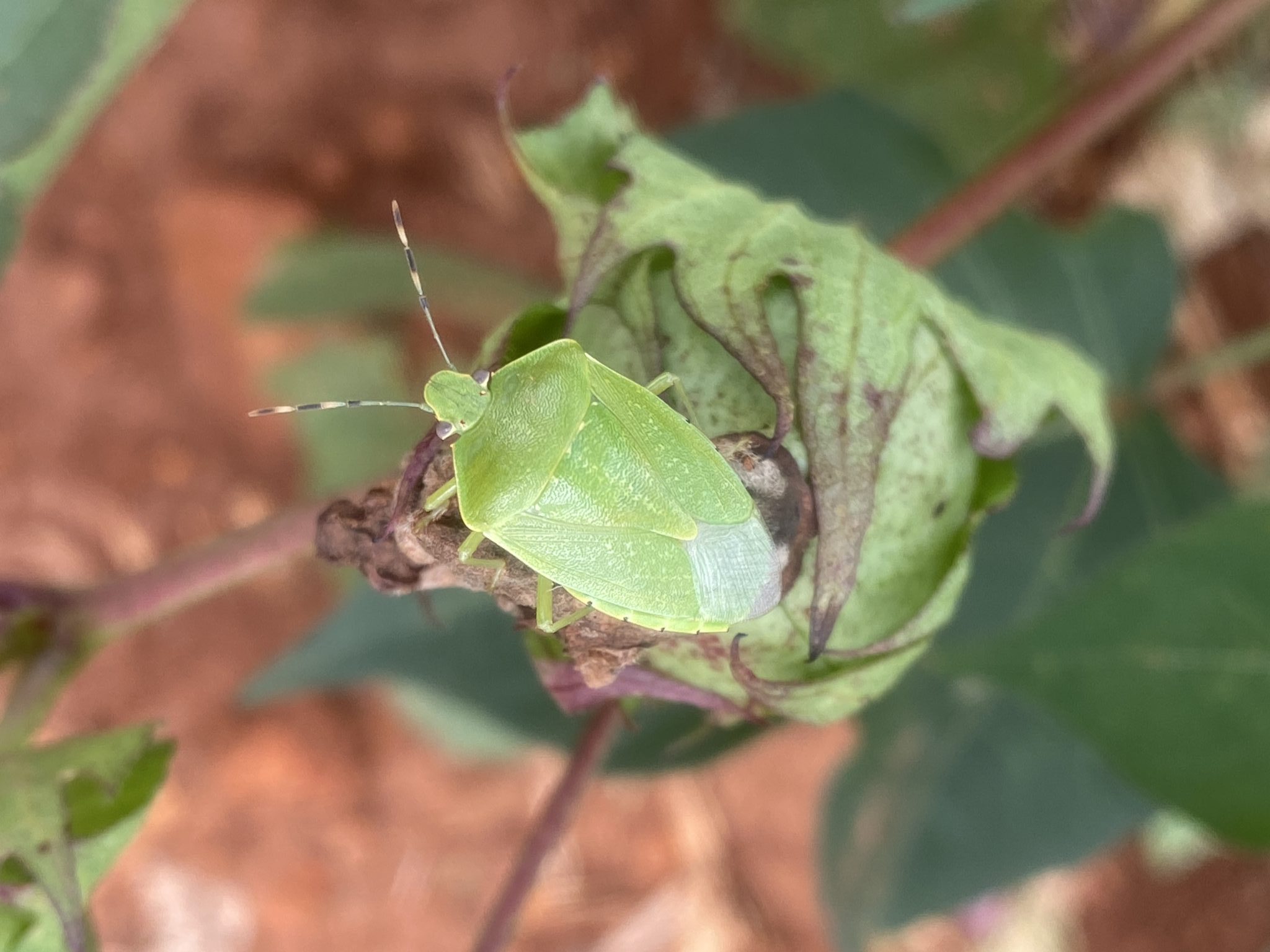 photo of an adult green stink bug on a cotton boll