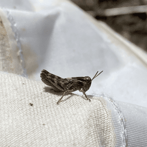 Figure 1. Immature differential grasshopper.