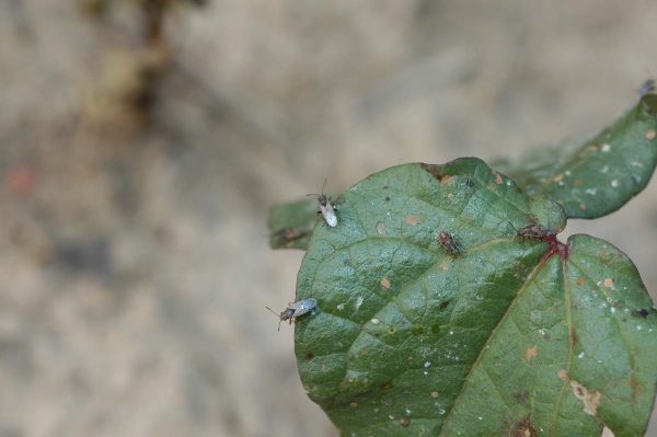 Figure 6. False chinch bugs on seedling cotton. (Photo credit: A. Catchot MSU)
