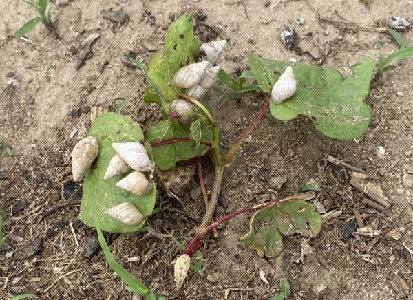 Figure 8. Snails on cotton seedling