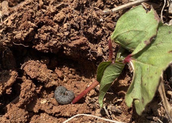 Figure 9. Cutworm and damaged cotton seedling