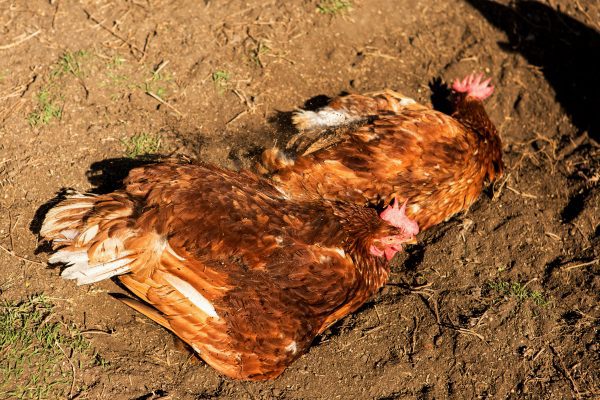 Chickens dust bath outside in the soil on a farm.