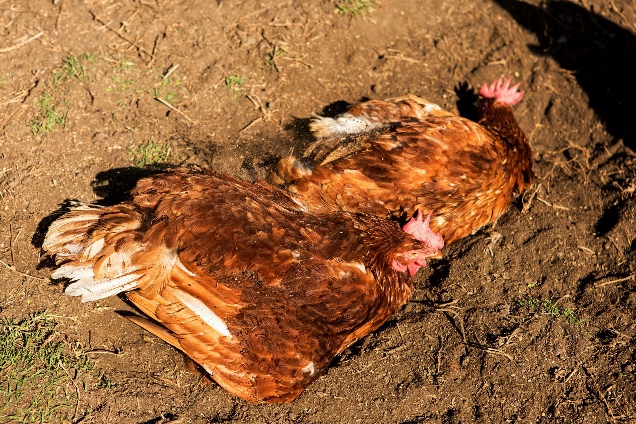 Common Backyard Chicken Behaviors Alabama Cooperative Extension System