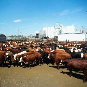 Cattle at a stock yard