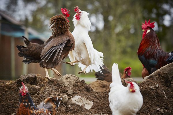 Common Backyard Chicken Behaviors - Alabama Cooperative Extension System