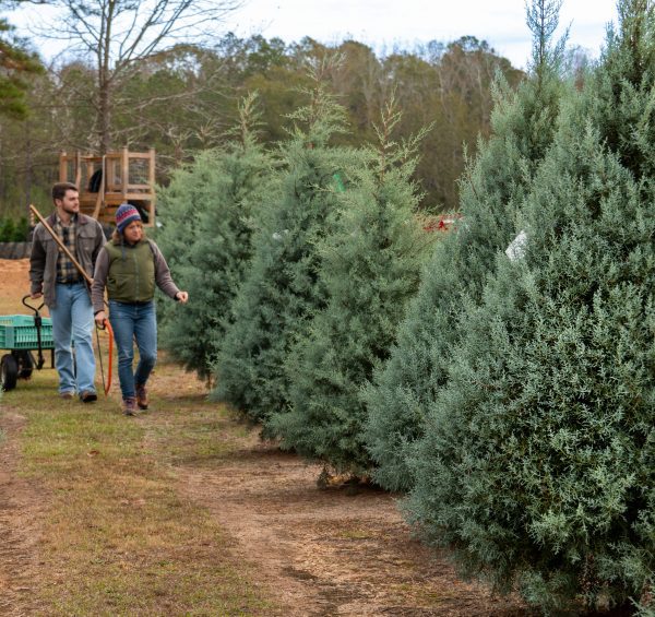 Customers search for the perfect Christmas tree.
