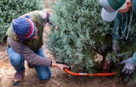 Cutting a Christmas tree at a tree farm.