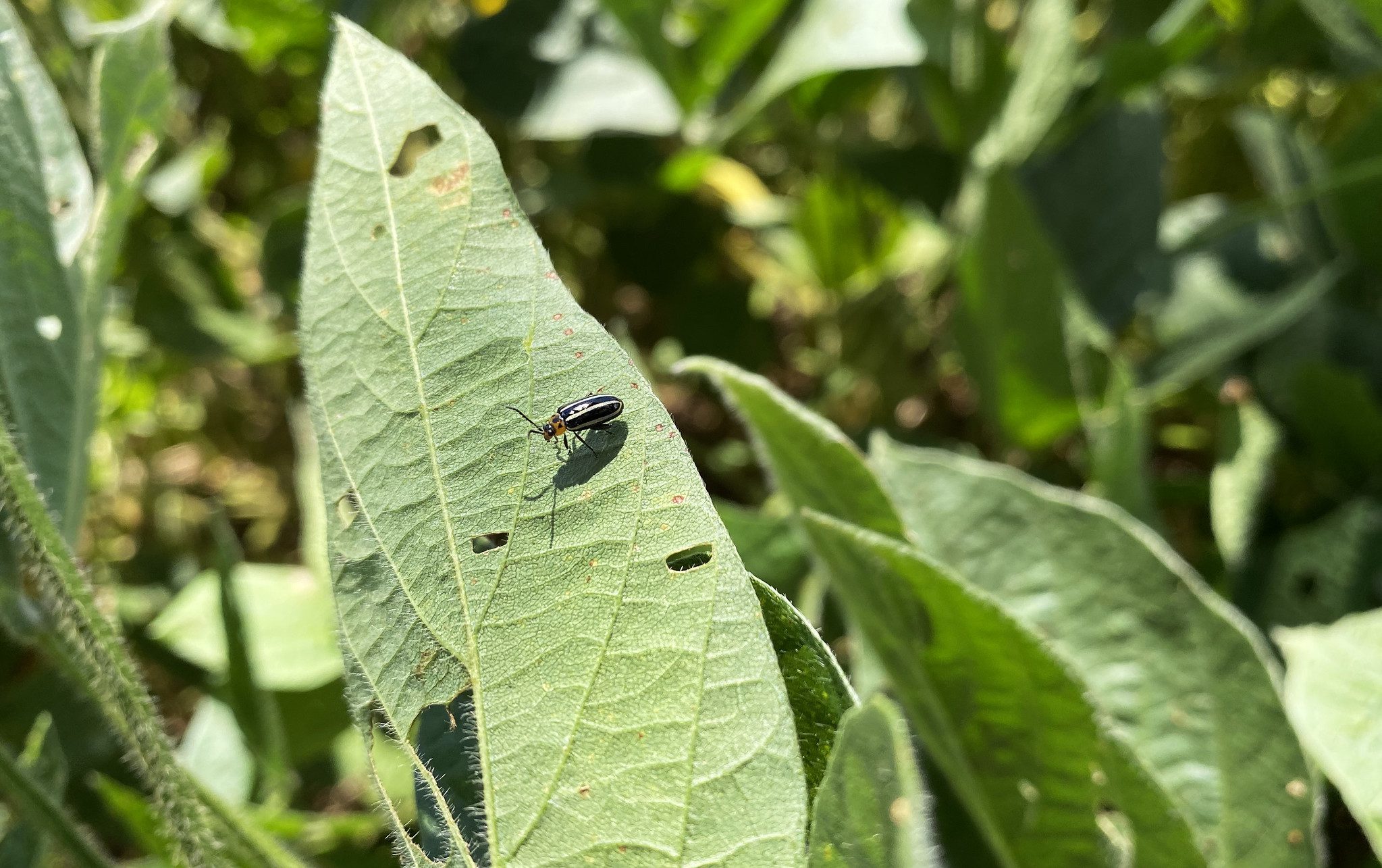 Insect damage on soybeans