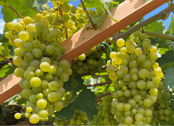 European grape ‘502-20' trained to a ‘Watson’ trellis system