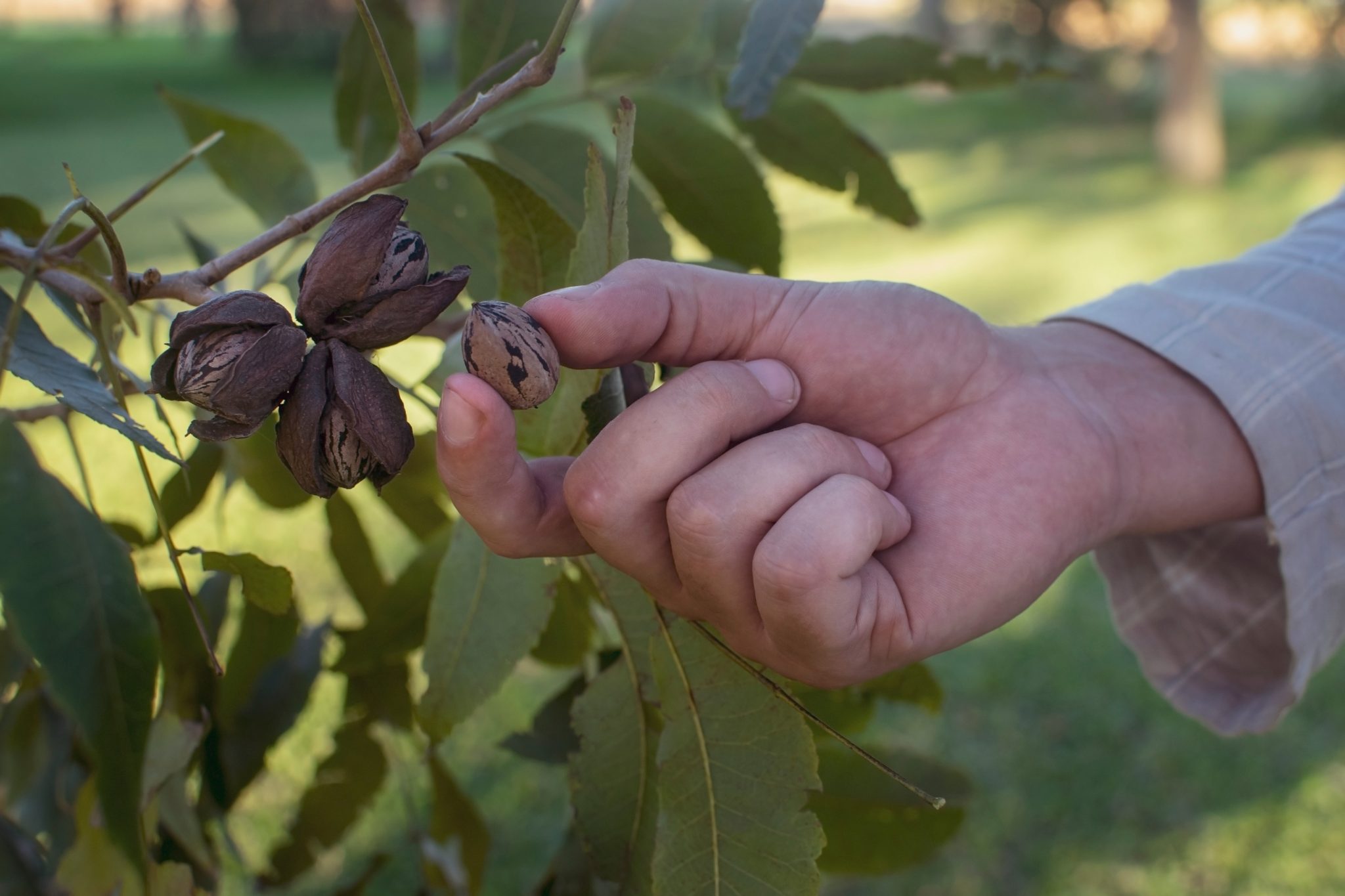 Pecans