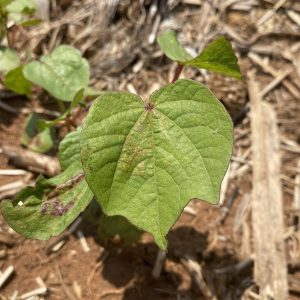 photo of spider mite injury on a cotton plant