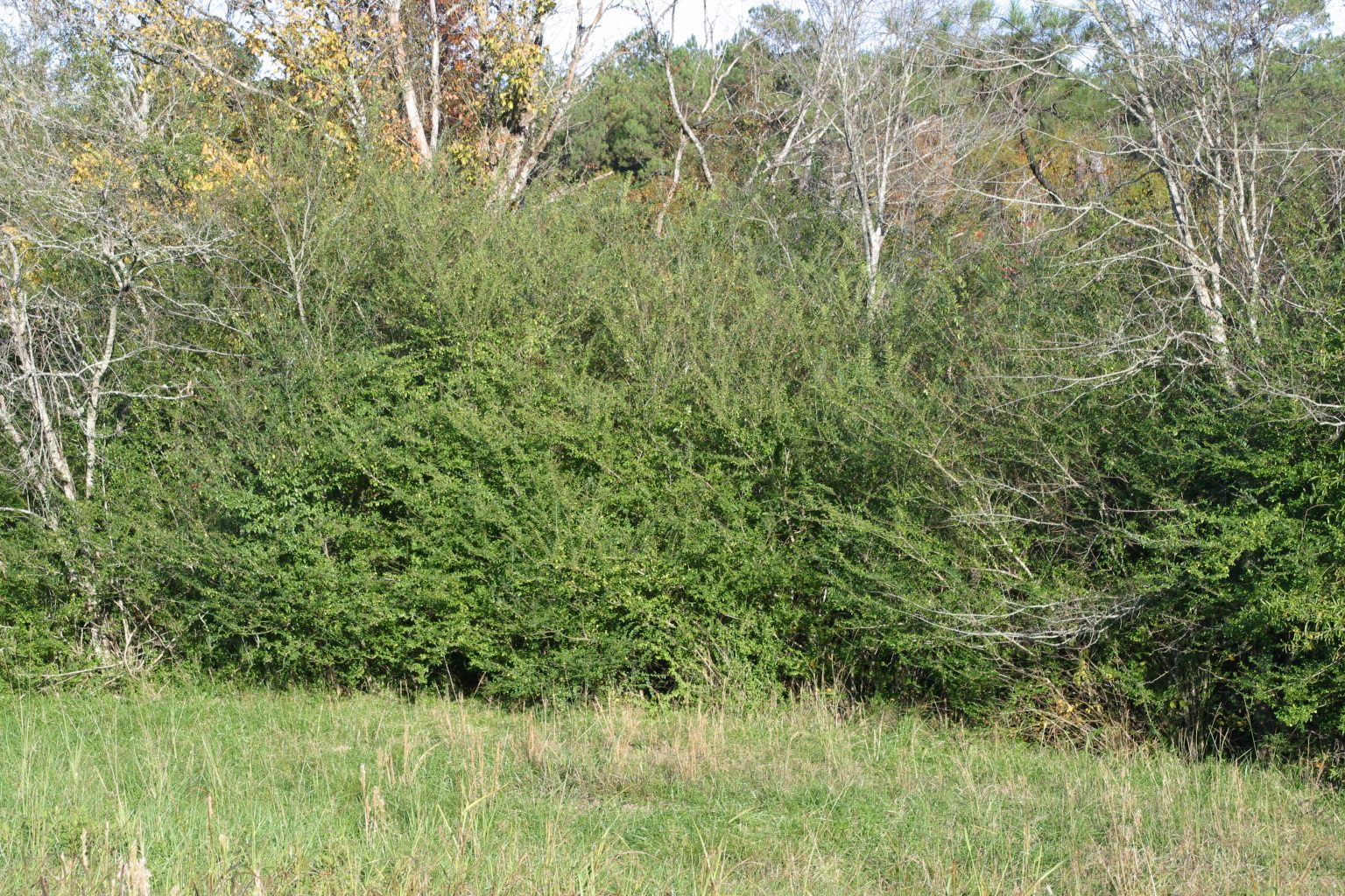 privet thicket