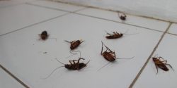 dead cockroaches on a tilefloor