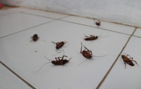 dead cockroaches on a tilefloor