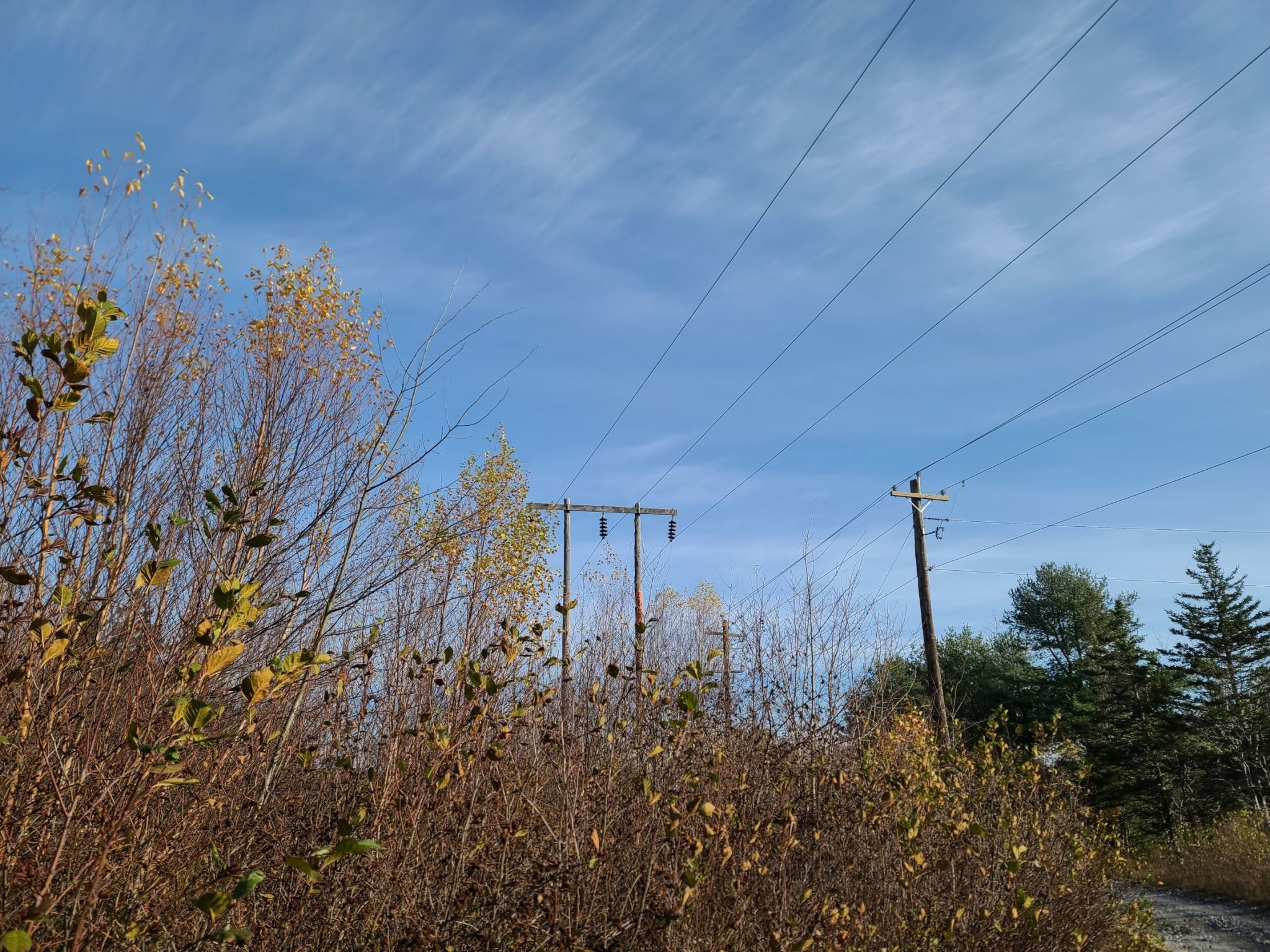 Power lines running through an overgrown area
